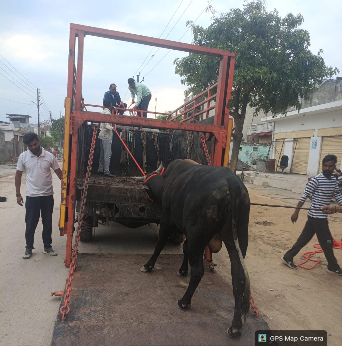 Stray bulls turn deadly, Nagar Panchayat administration takes action