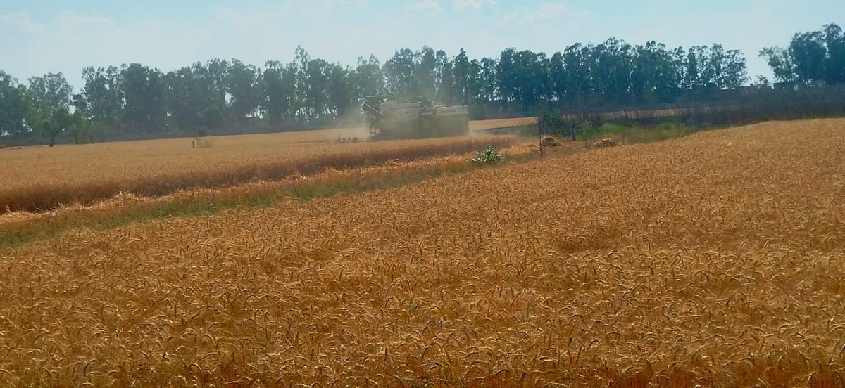 Kurukshetra News: धूप खिलने से कटाई कार्य ने पकड़ा जोर, अनाज मंडियों में बढ़ी गेहूं की आवक