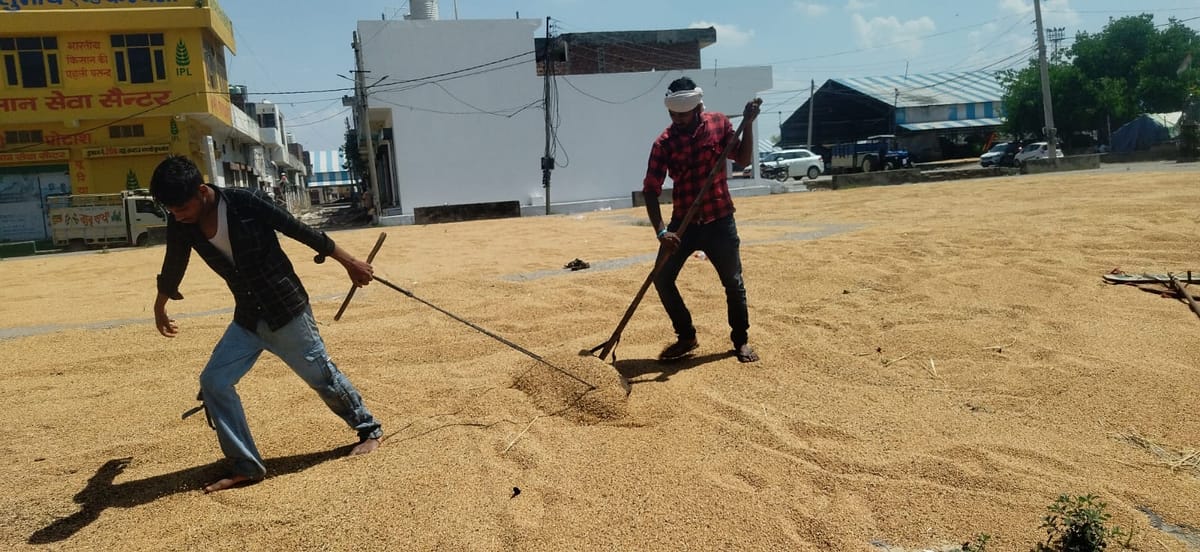 Kurukshetra News: गेहूं में अधिक नमी से छठे दिन भी शुरू नहीं खरीद