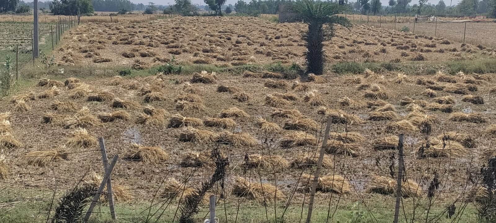 कांट के कुर्रियाकलां गांव में बारिश के पानी से भीगी गेहूं की फसल। संवाद