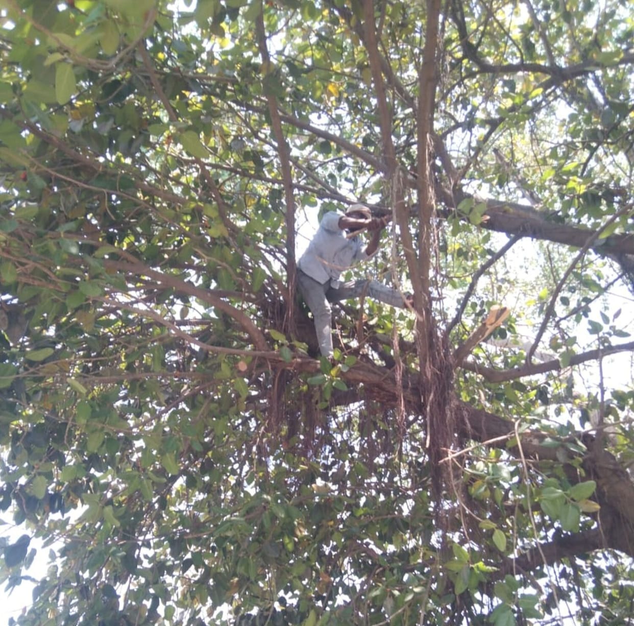 Branches were cut after the power supply was cut off