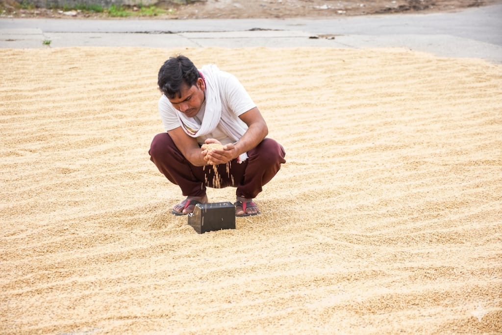 Only 23 quintals of wheat were purchased at 84 procurement centers in eight days.