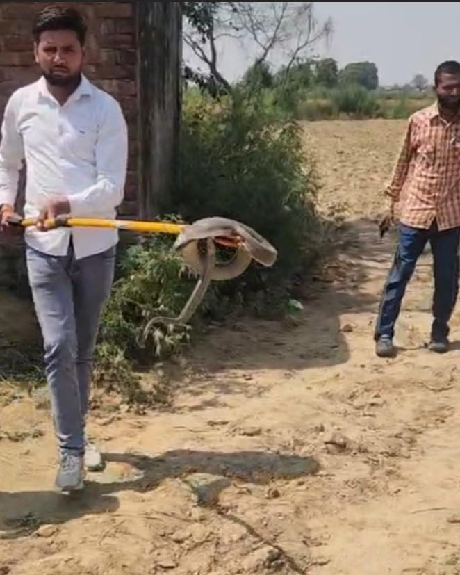 A five-meter-long cobra was caught by the forest department team.