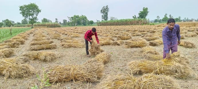 Weather hits wheat harvest, crops get soaked in the fields