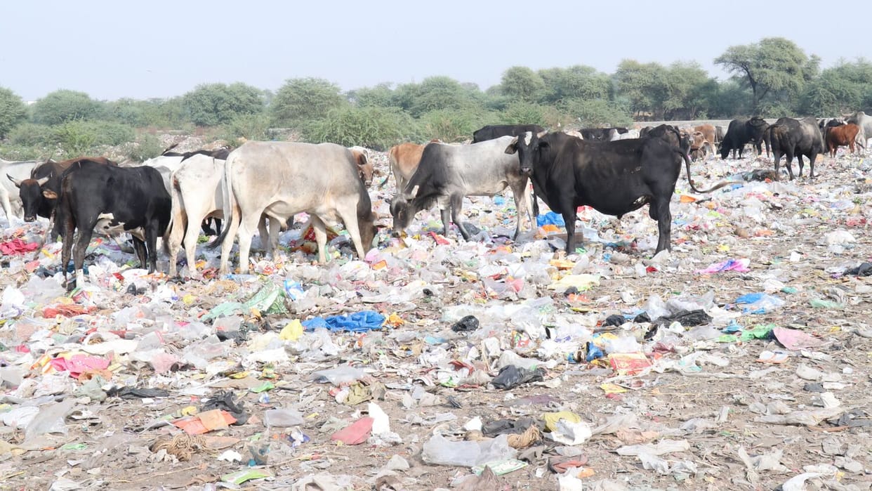 Municipal council will increase income from cow dung of dairies