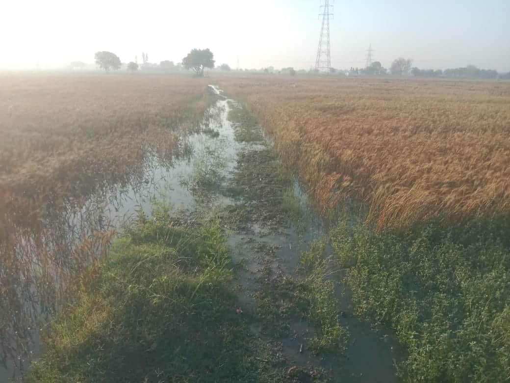 शिकोहाबादफोटो-207-रजवाहा में पानी आने के बाद खेतों में खड़ी जलमग्न फसल। स्रोत संवाद