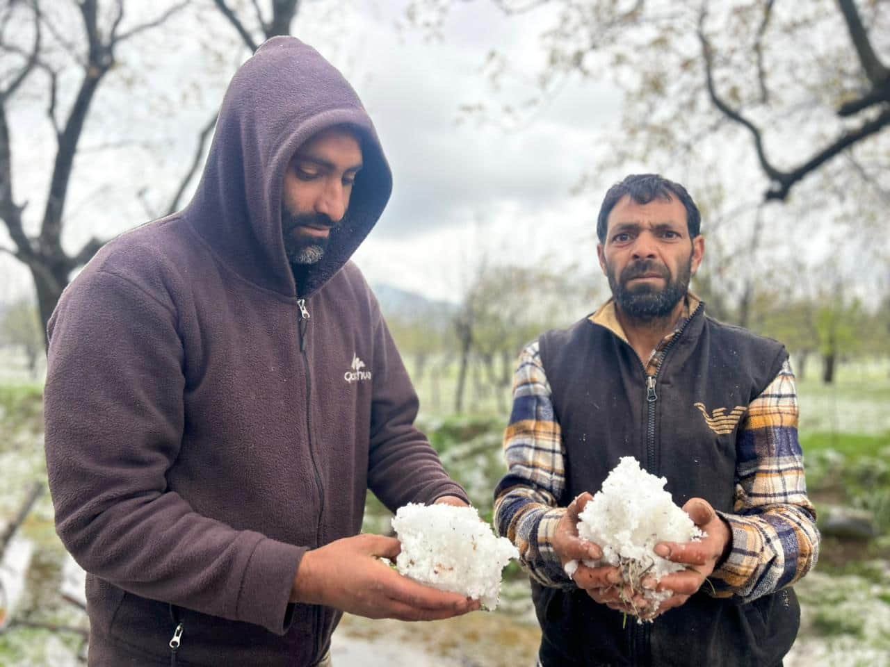 शोपियां के खेतों में ओले दिखाते किसान। संवाद