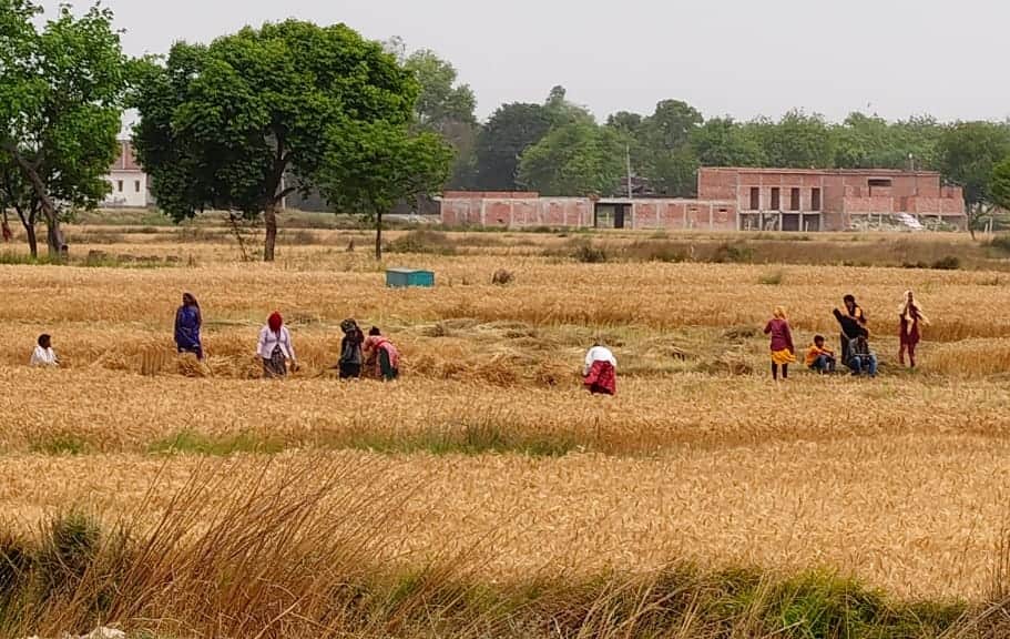 ठेकमा के चौकी गांव में गेहूं की कटाई करते किसान। संवाद