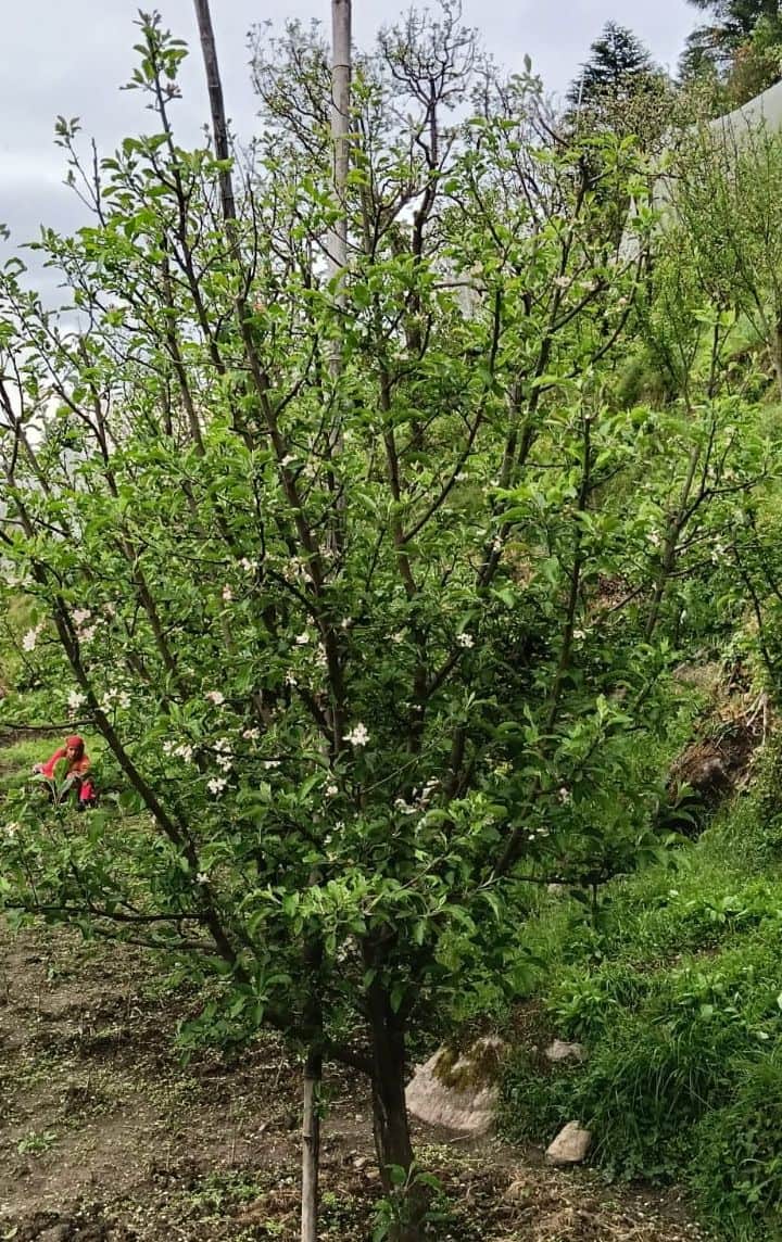 दलाश क्षेत्र में मौसम की मार से प्रभावित हुई सेब की फ्लावरिंग। संवाद