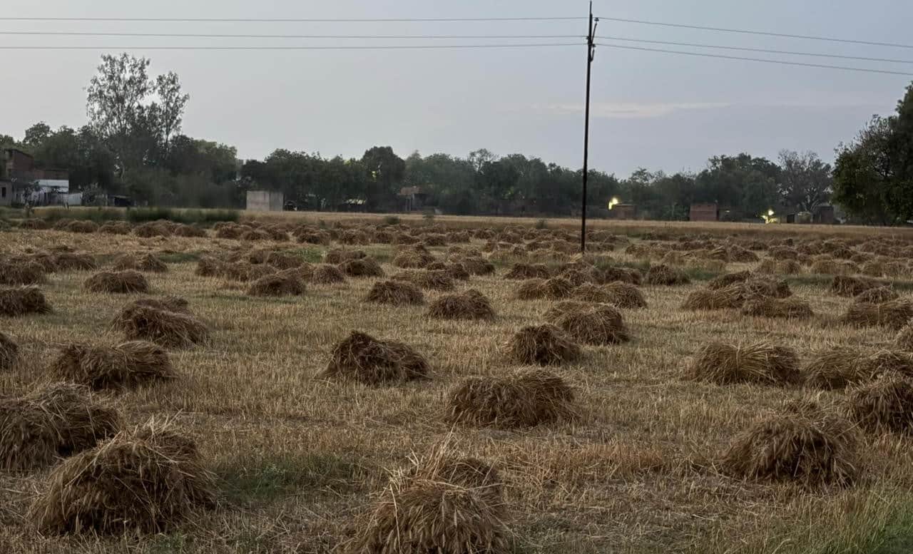 वेदपुर के पास खेत में पड़ा गेहूं का बोझ। संवाद