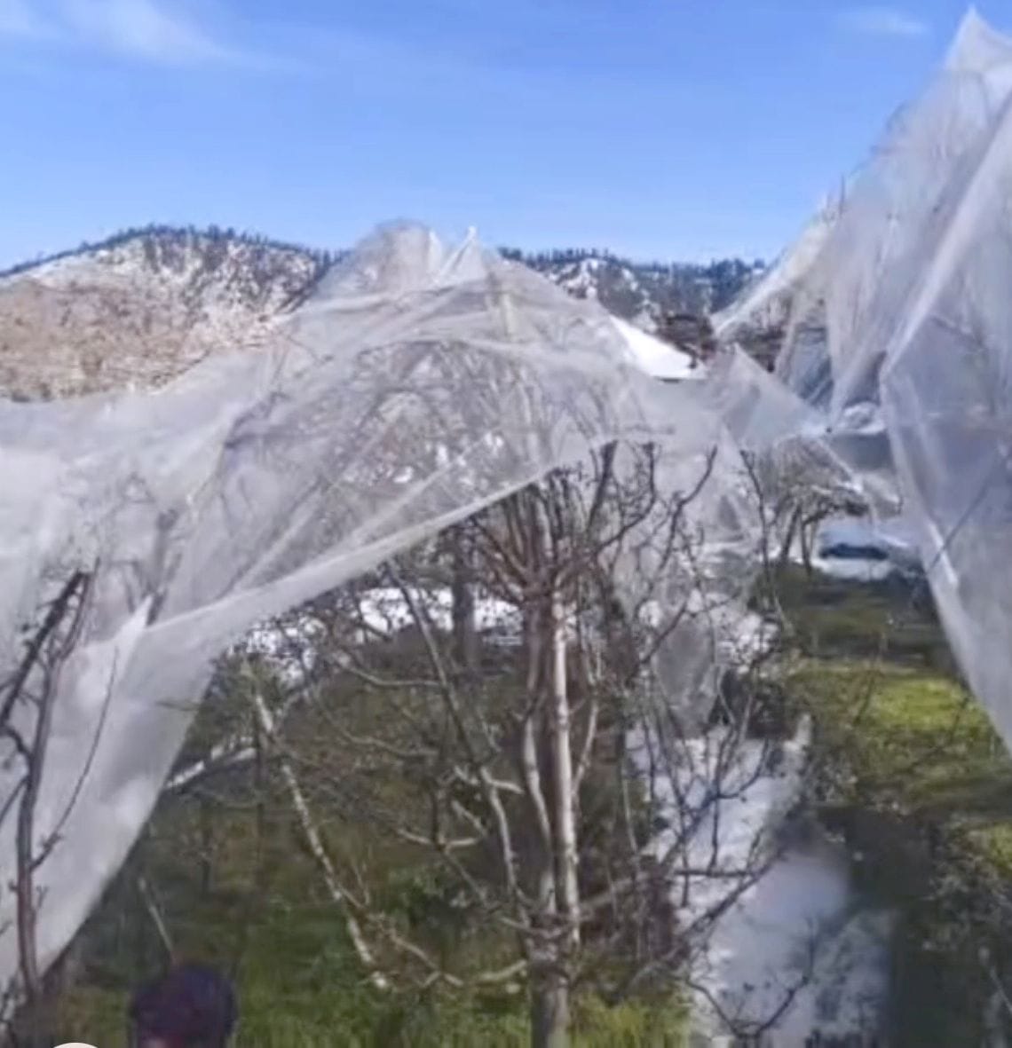 Anti-hail net saved the gardeners' entire year's income