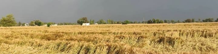 Storm and rain wreak havoc on farmers, causing heavy damage to crops