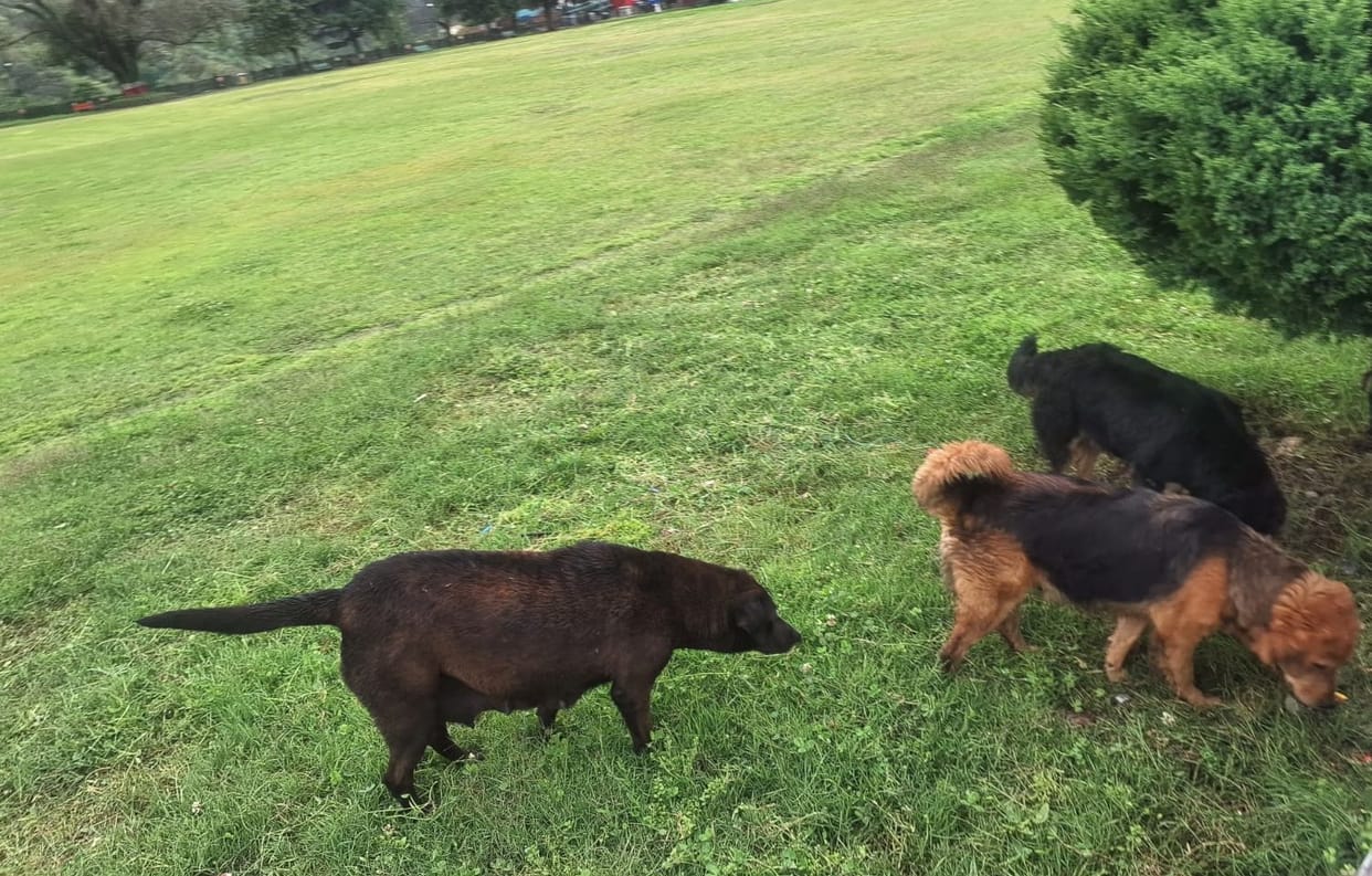 A gathering of stray dogs in the courtyard