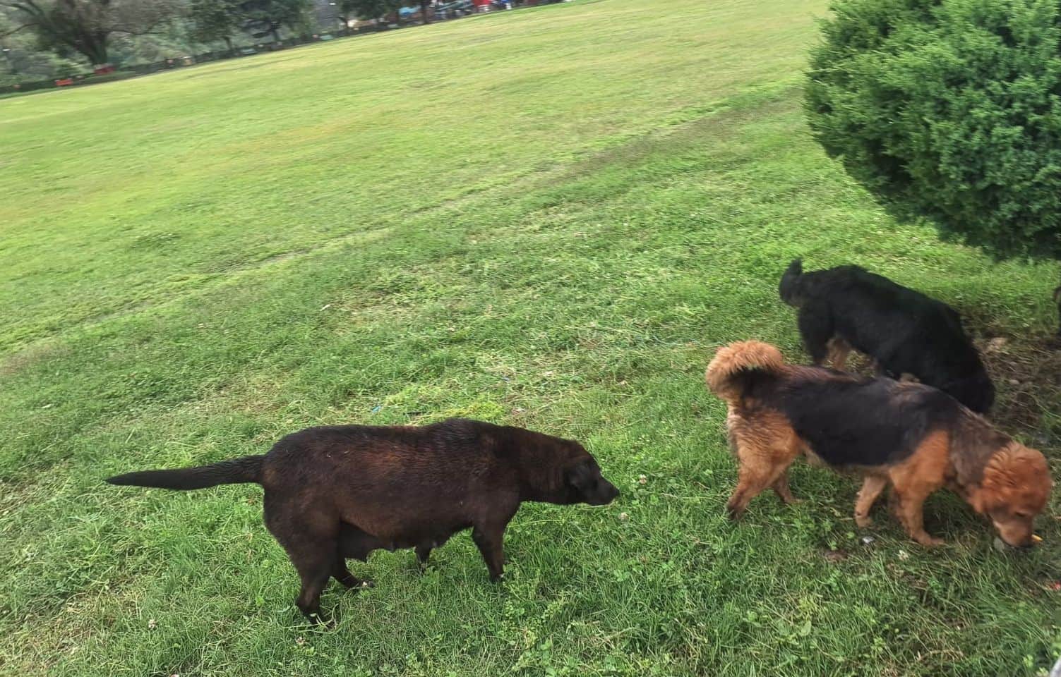 ऐतिहासिक चंबा चौगान में लावारिस घूमते कुत्ते: संवाद