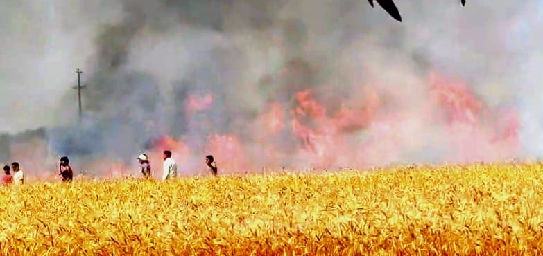 Three bigha wheat crop burnt to ashes due to fire