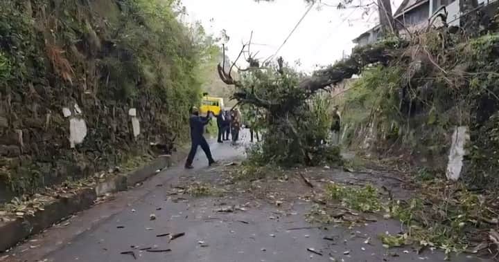 बनीखेत के सुर्खीगला में सड़क पर गिरा पेड़।