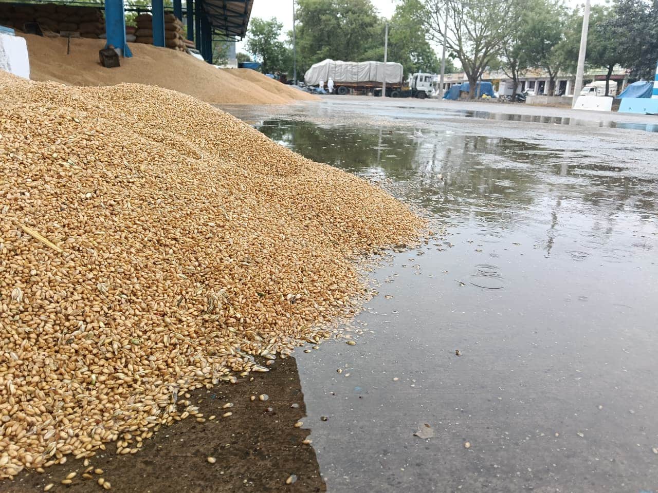 बारिश के दौरान भीगता हुआ शेड से बाहर निकला गेहूं। 