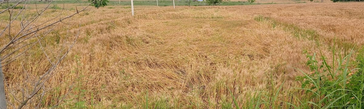 Jammu News: बेमौसमी बारिश से किसानों की फसलों को नुकसान, मुआवजे की मांग