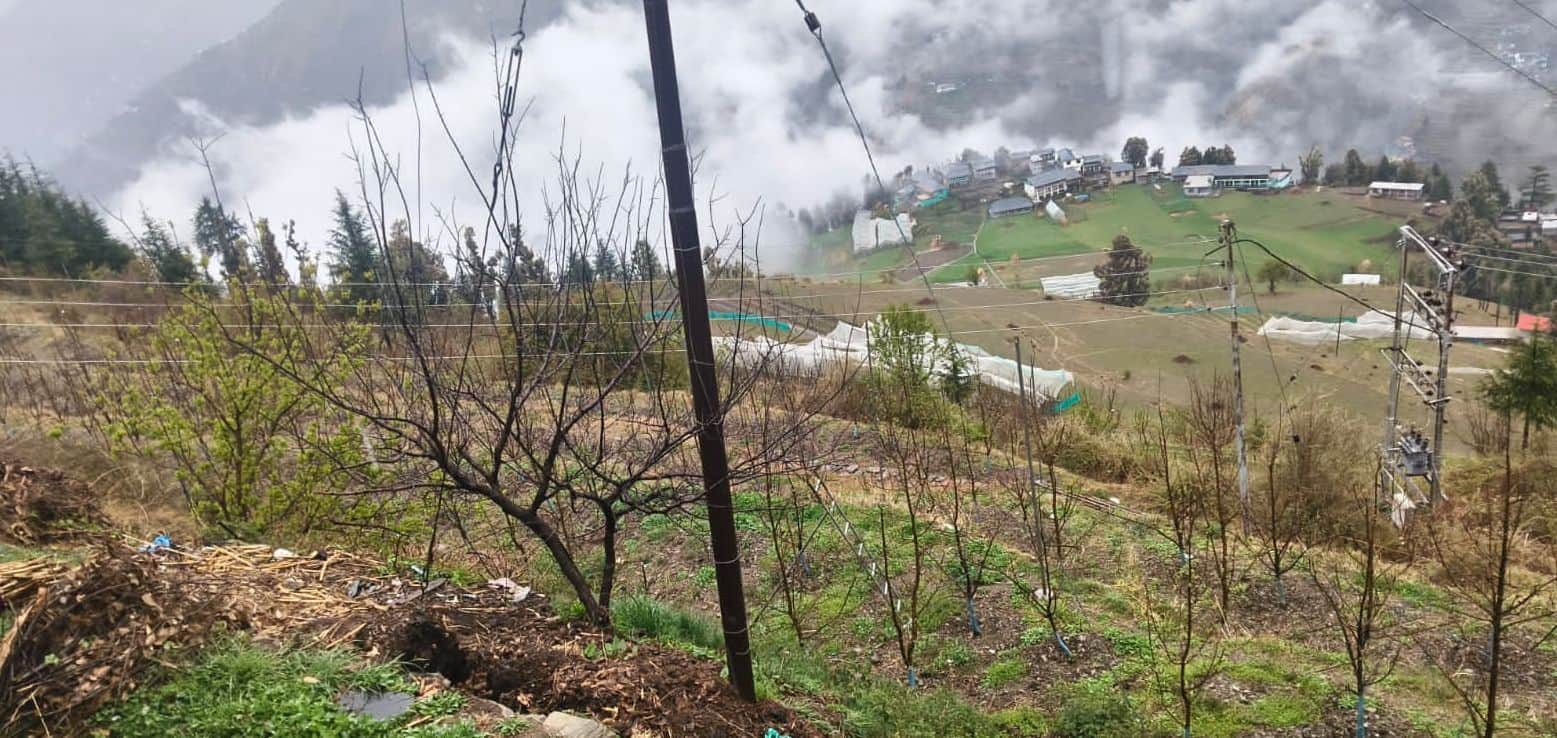 बारिश से सेब के पौधे से झड़े फूल: जागरूक पाठक