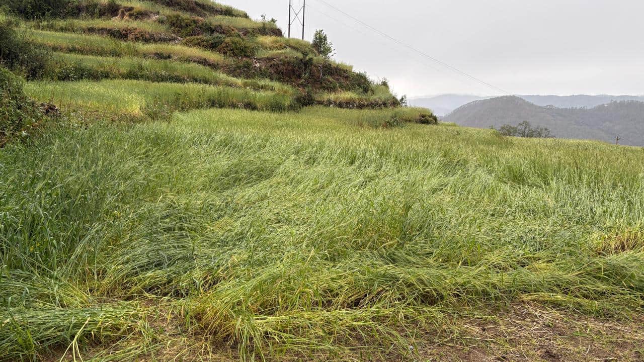 चंपावत के नायल गांव में बारिश से गेहूं की फसल को नुकसान पहुंचा। स्रोत : किसान