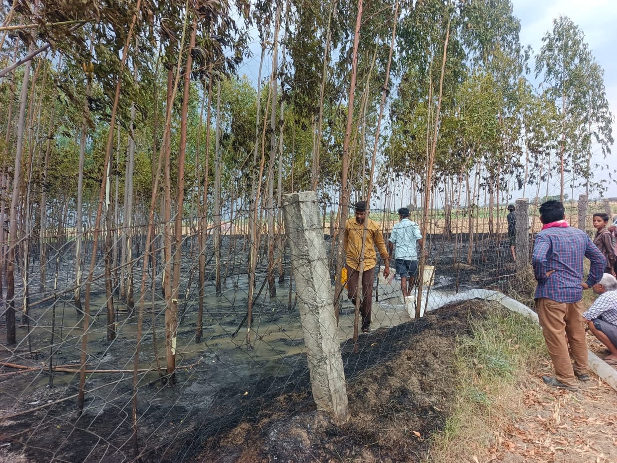 Sparks emanated from dilapidated power lines, burning trees planted in four bighas.