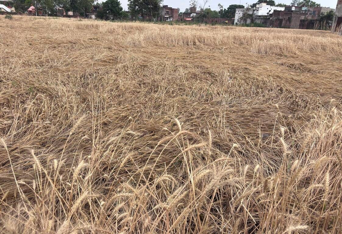 Unseasonal rains have caused concern for farmers, leaving crops soaked in the fields