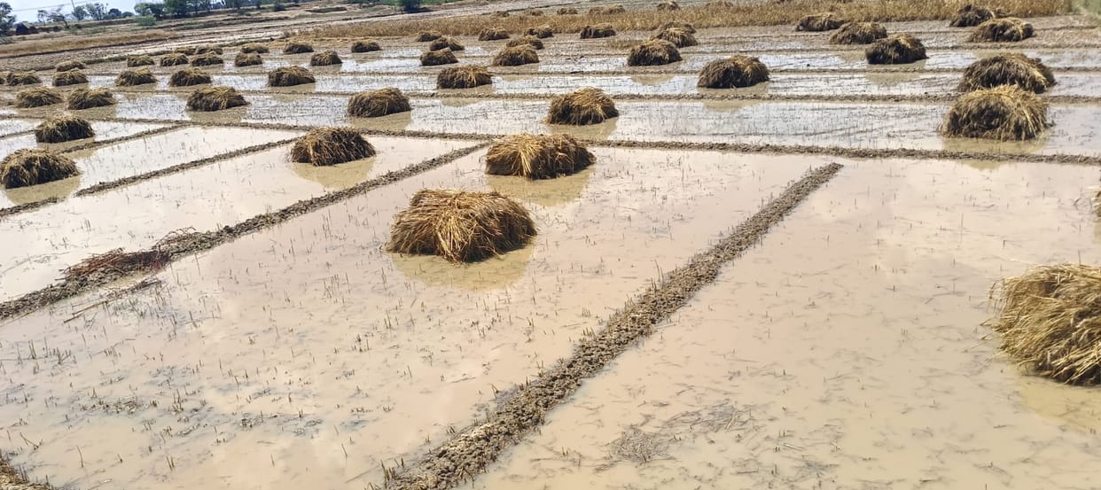 Weather wreaks havoc on crops, government regulations are a balm