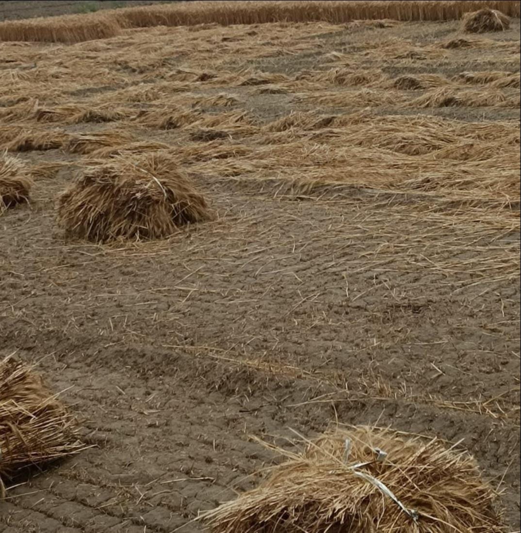 Storm and rain ruined the hard work of farmers.