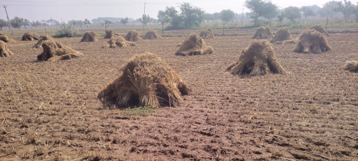 Heavy Damage to Rabi Crops Due to Rain in Narnaul and Mahendragarh Farmers File Complaints