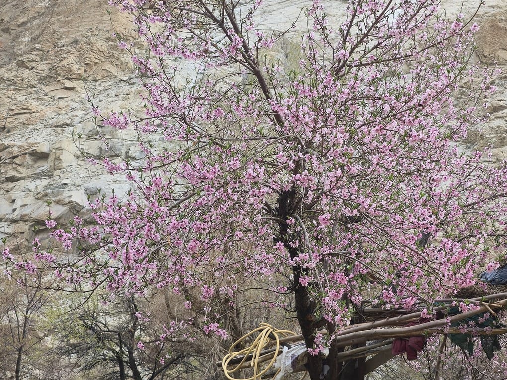 Leh, Garkon Village, Khubani Blossom Festival, From today