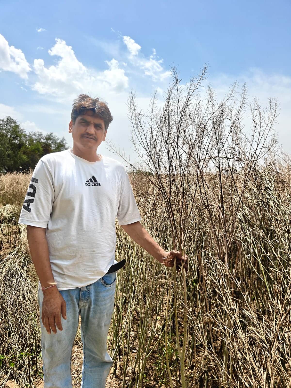 गांव हिजरावां कलां में सरसों की फसल में हुए नुकसान को दिखाता किसान। फाइल फोटो