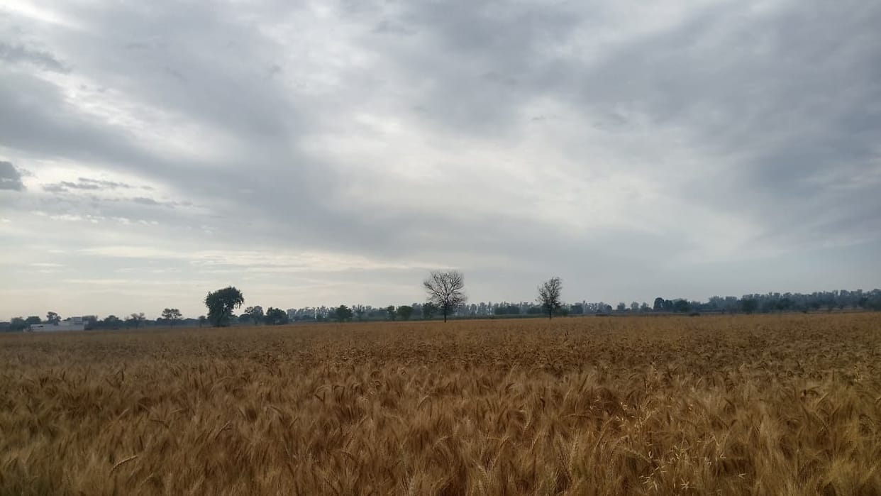 Wheat harvesting affected due to rain