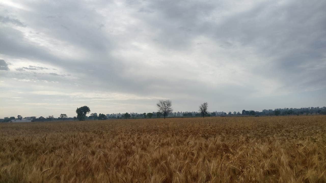 गांव मेहूवाला में रात्रि के समय हुई बारिश के छाई बादलवाही। संवाद