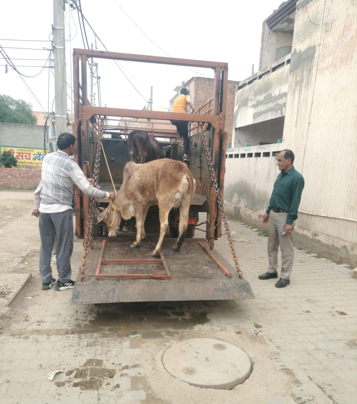 31 stray animals were caught and sent to the cow sanctuary.