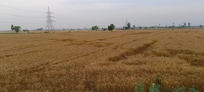 Wheat crop affected by hailstorm