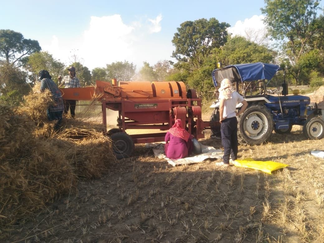Wheat harvesting begins amid cloud cover, farmers' worries increase due to lack of sunlight