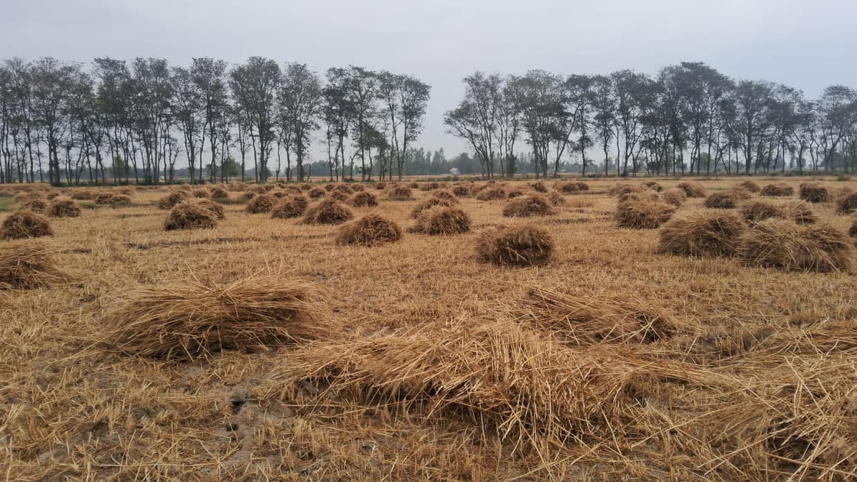 Strong winds and rain damage wheat and mangoes, power outage in many places