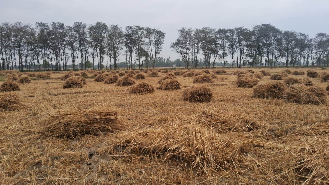 जलालपुर के दुल्हूपुर में खेत में पड़ी कटी गेहूं की फसल।संवाद