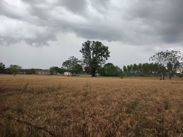 काले बादल फसलों पर नही किसान की किस्मत पर है........कुछ दिनों से हो रही बारिश के चलते ऊना में ग