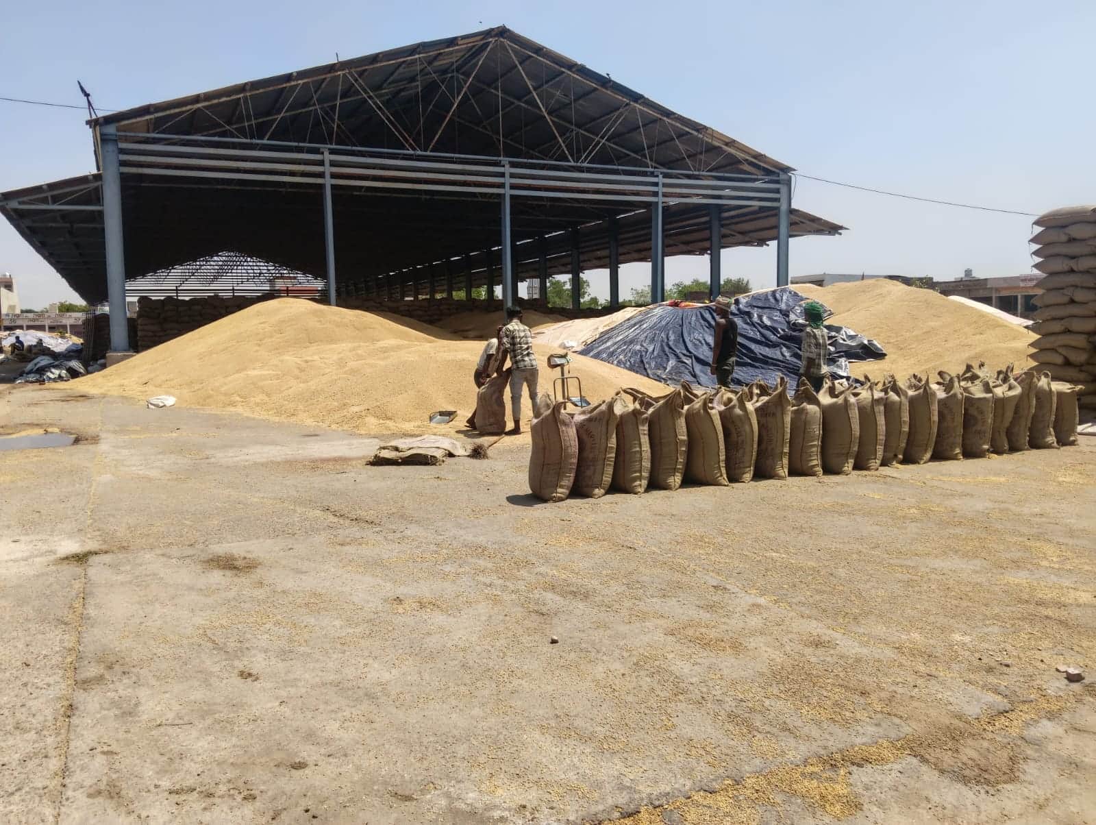 कोसली अनाज मंडी में पड़ा गेहूं। संवाद