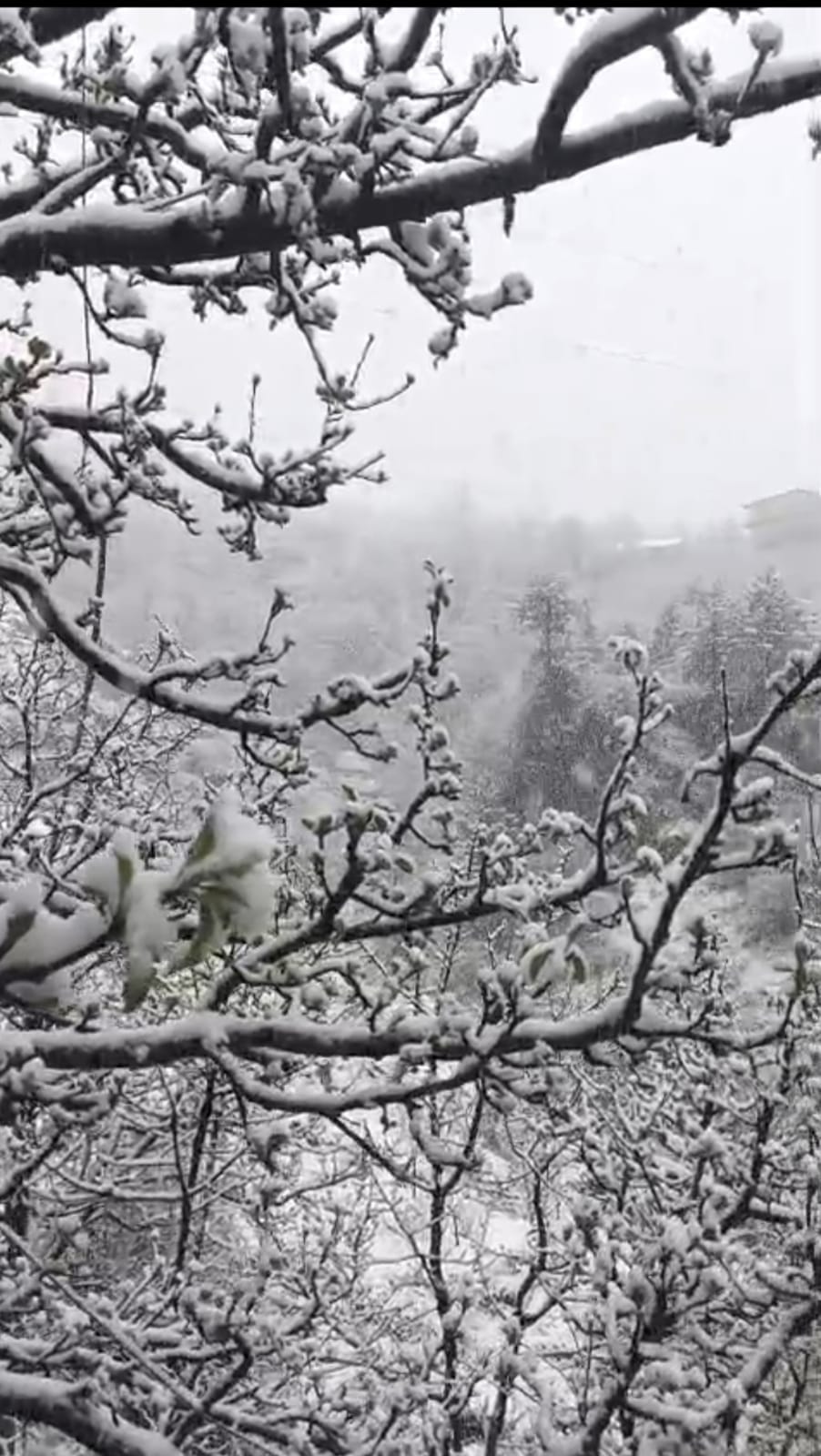 Two inches of fresh snowfall occurred in Baghi of Kotkhai