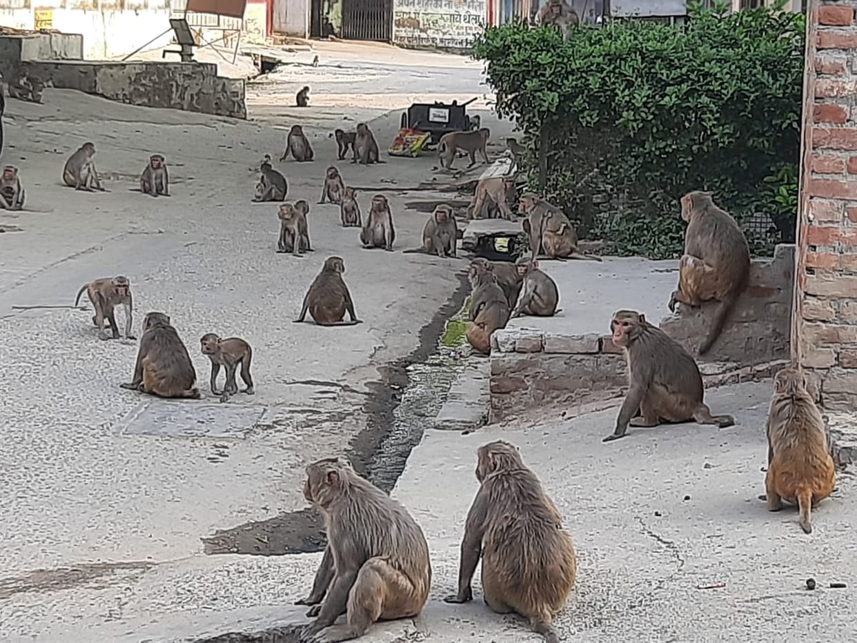 People are terrified by the monkey menace, going to the rooftop is stopped.