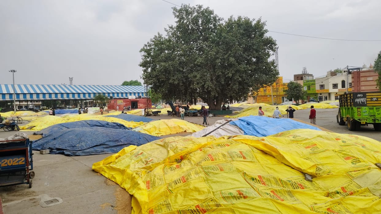 17,500 MT of wheat under the sky, tarpaulin support