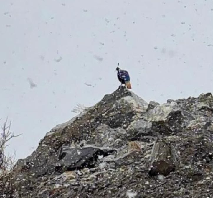 Himalayan Monal sighted amidst snowfall