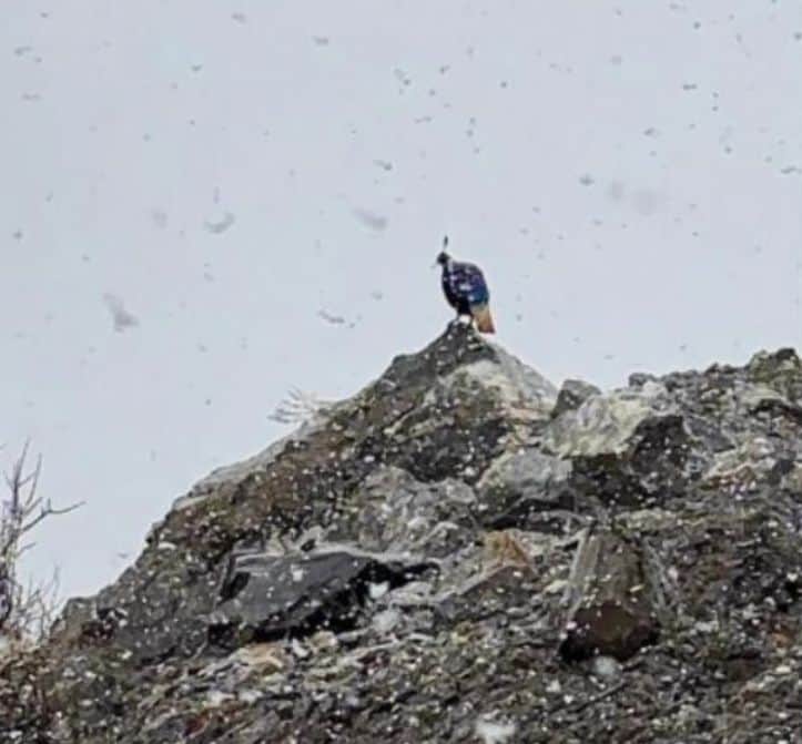 दारमा घाटी के ग्राम बालिंग में बर्फबारी के बीच हिमालयन मोनाल। स्रोत : गुड्डू जंग