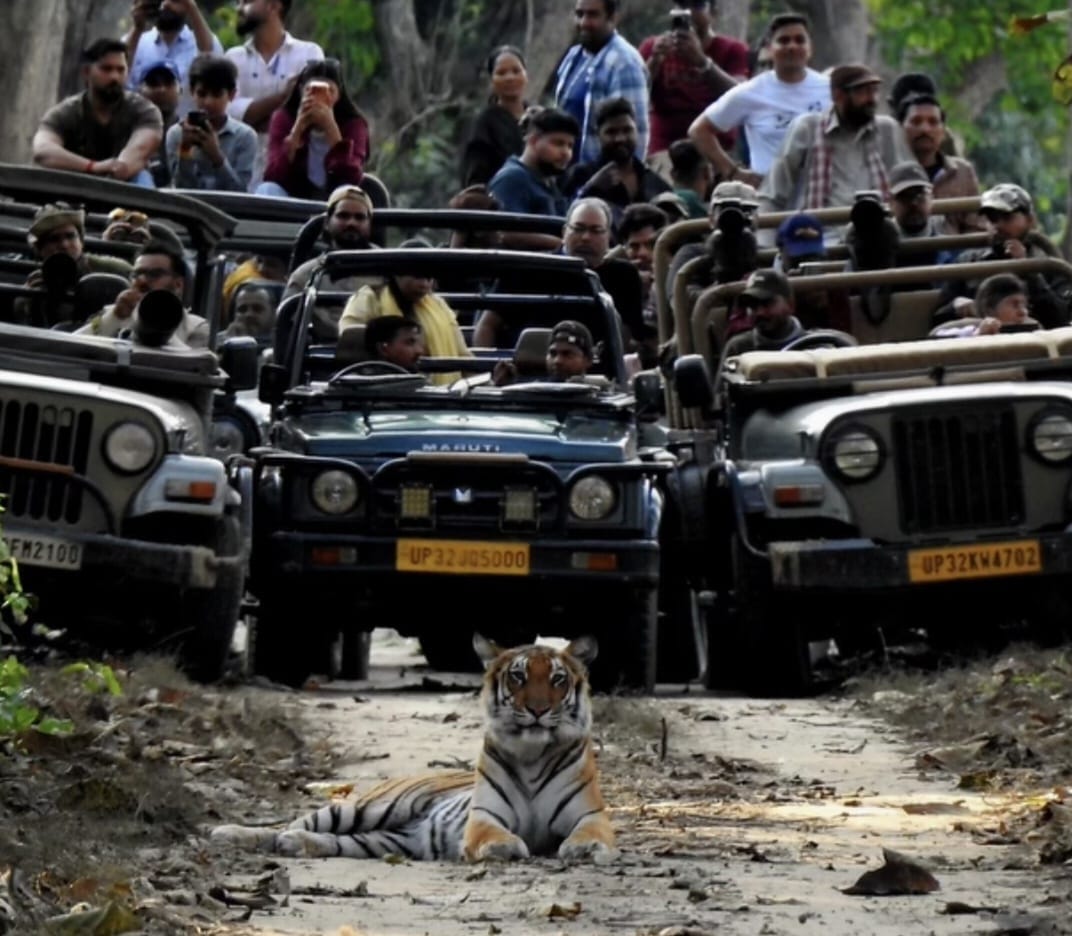 Tourists thrilled to see a tiger sitting on the road in Dudhwa
