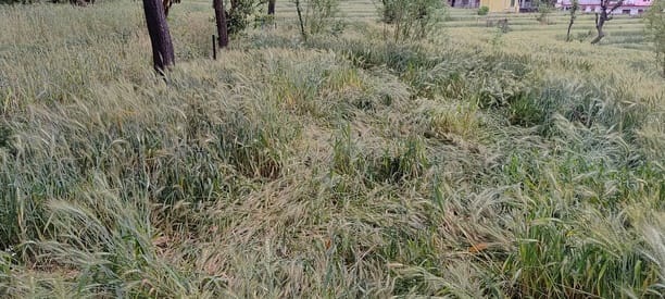 Dhauladhar receives another snowfall, Dharamshala receives a chill from rain and fog