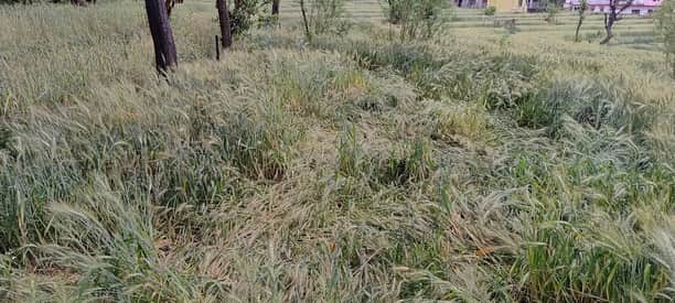 धर्मशाला के उपरेड़ में बारिश के कारण ढही गेंहू की फसल। लगातार बारिश के कारण फसल काली पड़ने लगी 