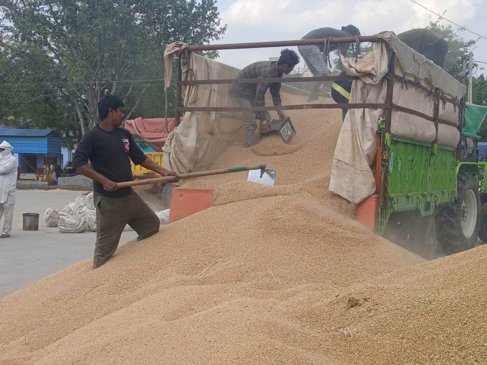 35-नई अनाज मंडी में गेहूं उतारते मजदूर। संवाद