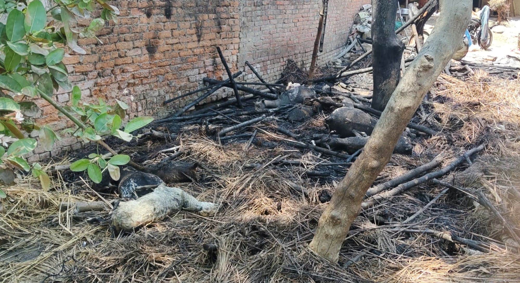 अकबरपुर के दुल्लापुर गांव में शॉर्ट सर्किट से लगी आग में जली भुलई पाल की बकरियां। संवाद